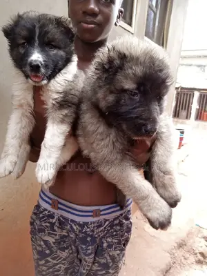 1-3 months Female Purebred Caucasian Shepherd