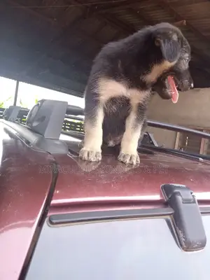 1-3 months Female Purebred German Shepherd