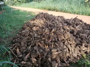 Treated Plantain Suckers (Cameroon /African Giant) for Sale