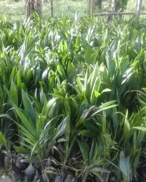 Photo - Super Gene Palm Seedlings