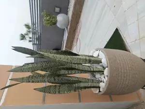 Indoors FLOWER Beautification