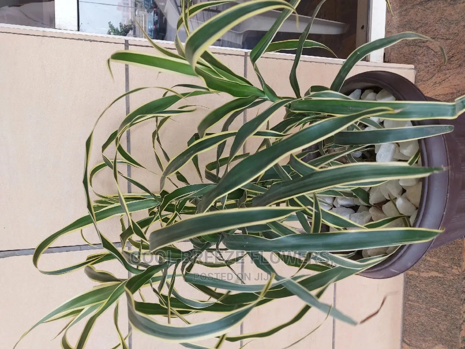 Indoors FLOWER Beautification