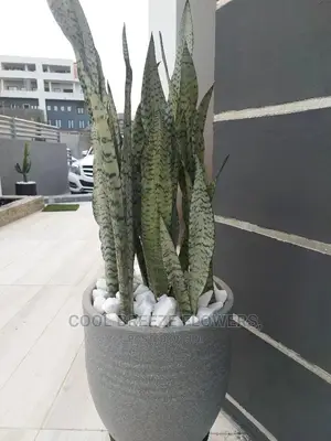 Indoors FLOWER Beautification