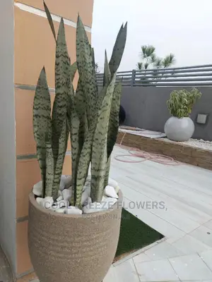 Indoors FLOWER Beautification