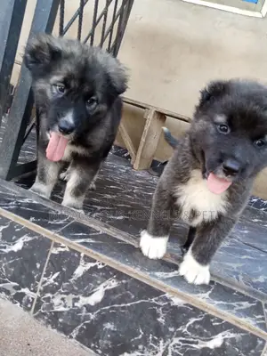 3-6 months Female Purebred Caucasian Shepherd