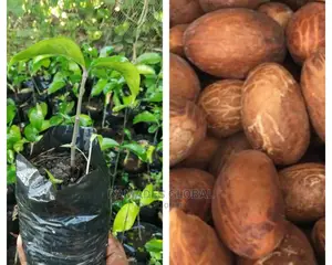 Bitter Cola Seedling