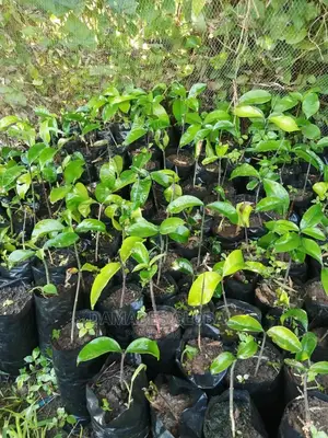 Bitter Cola Seedling