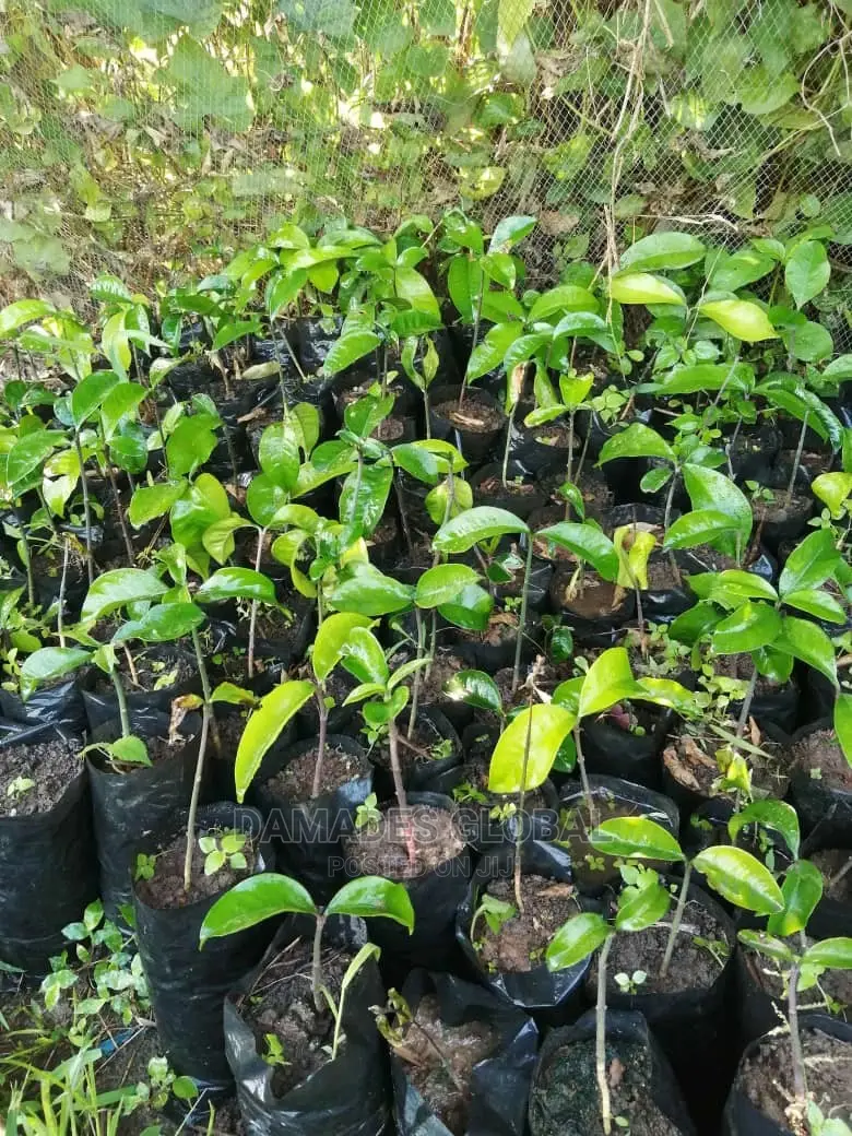 Bitter Cola Seedling