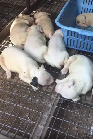 1-3 Month Female Purebred American Pit Bull Terrier
