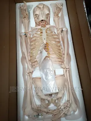 Human Skeleton 180cm Adult