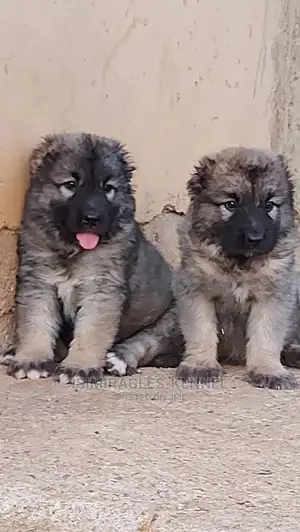1-3 months Female Purebred Caucasian Shepherd