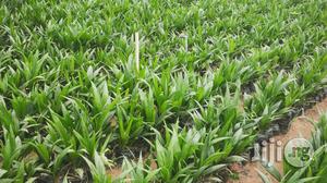 Hybrid Tenera Oil Palm Seedlings