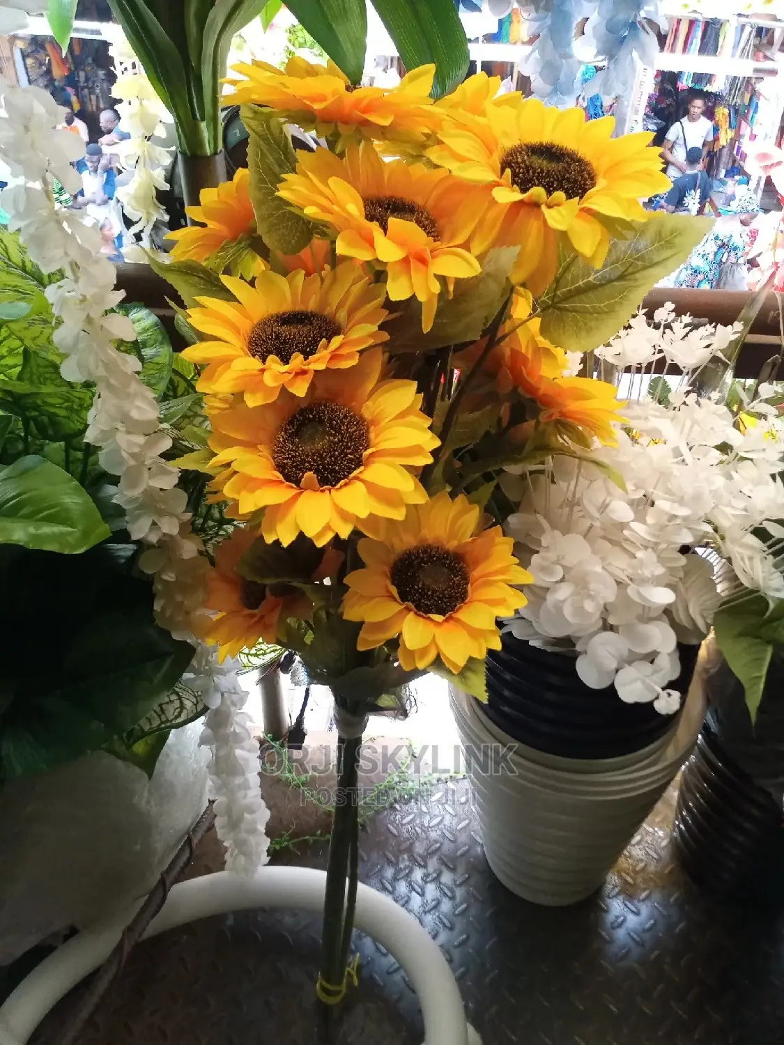 Sterm of Sunflower