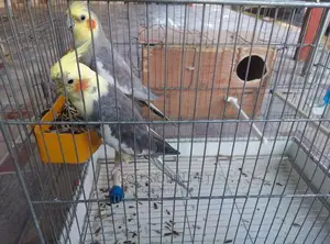 Well Treated Lovely Cocktails Parrots Birds Is Available