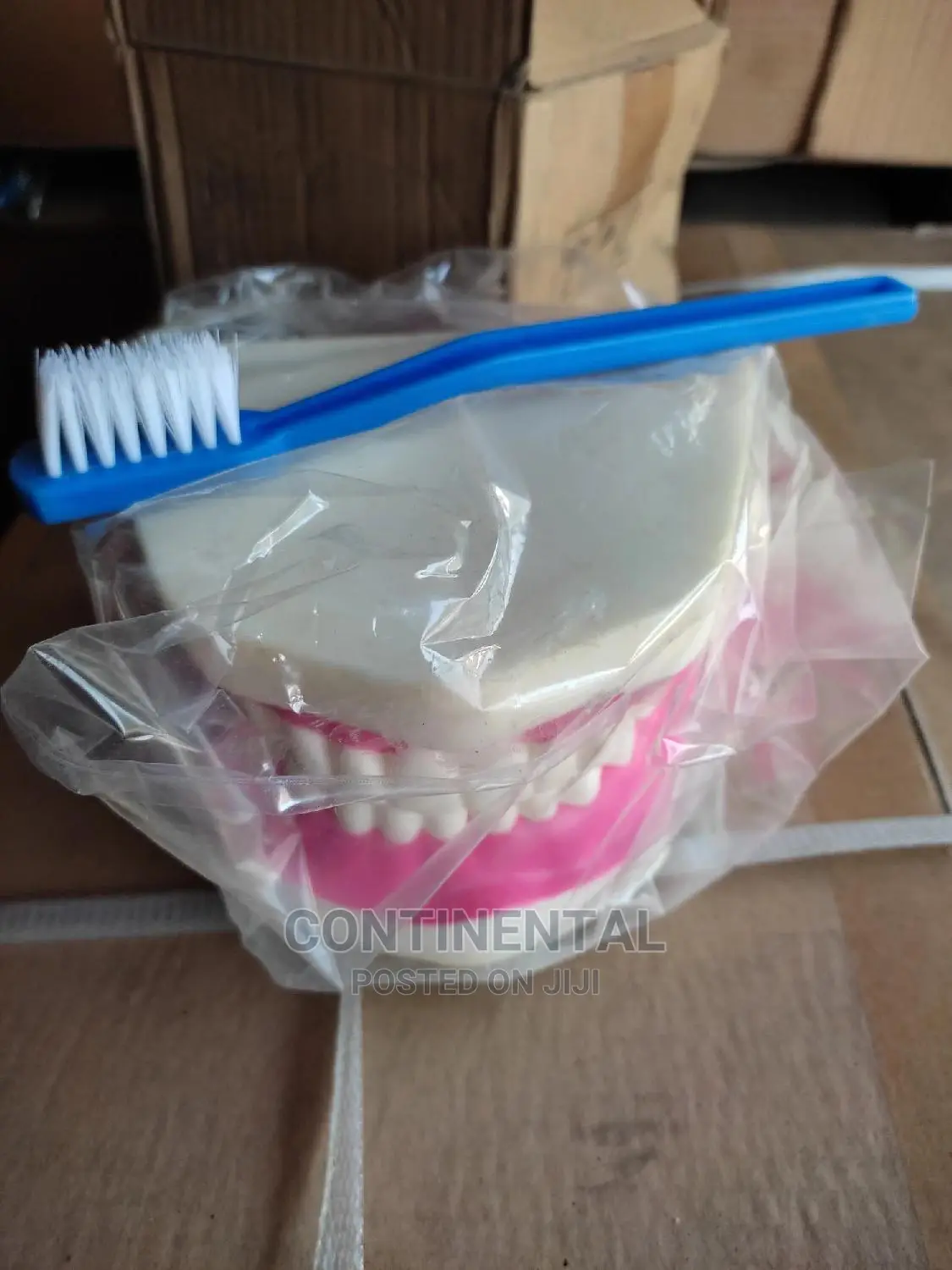 Teeth Model
