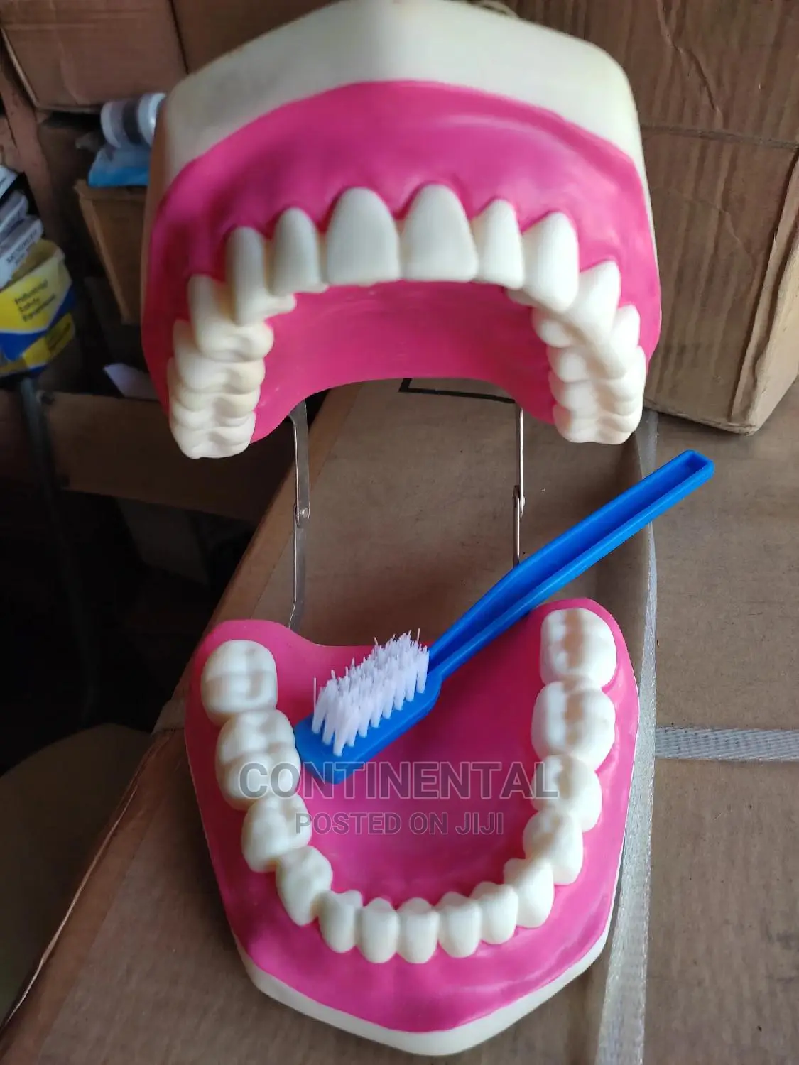 Teeth Model