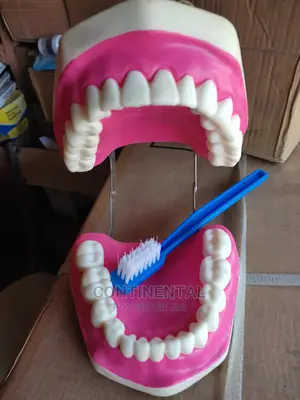 Teeth Model