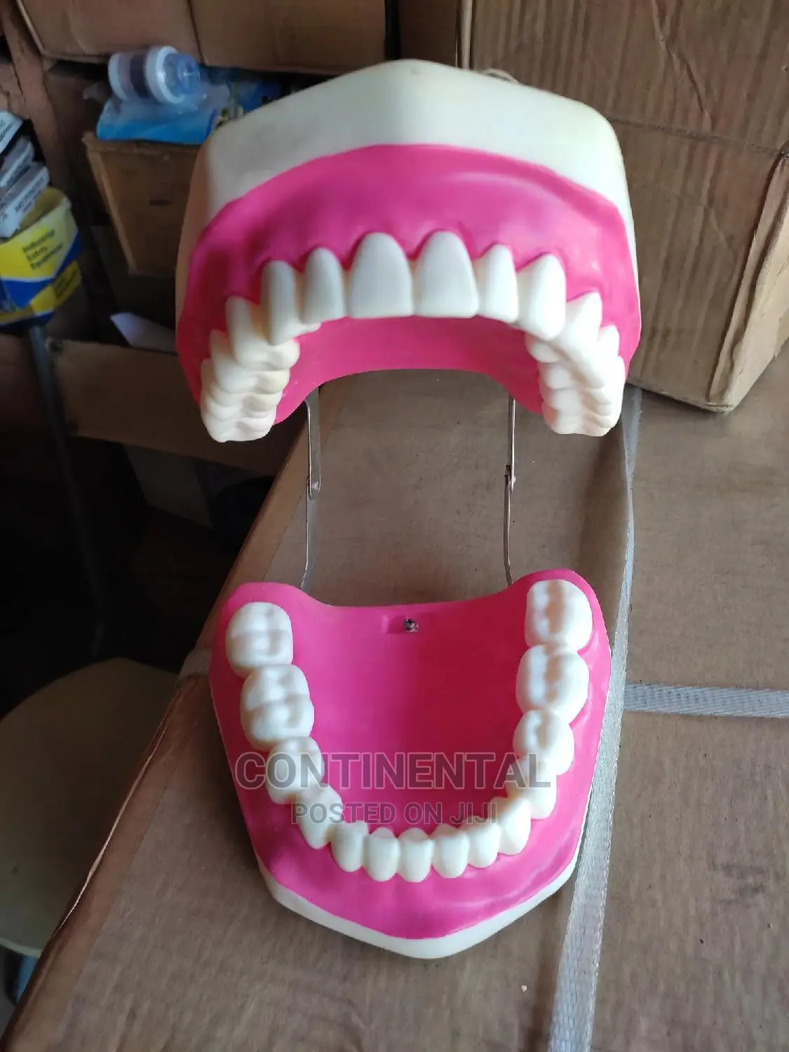 Teeth Model