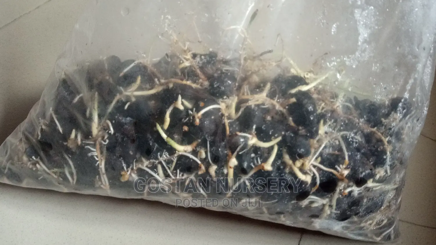 Improved Tenera Sprouted Seeds