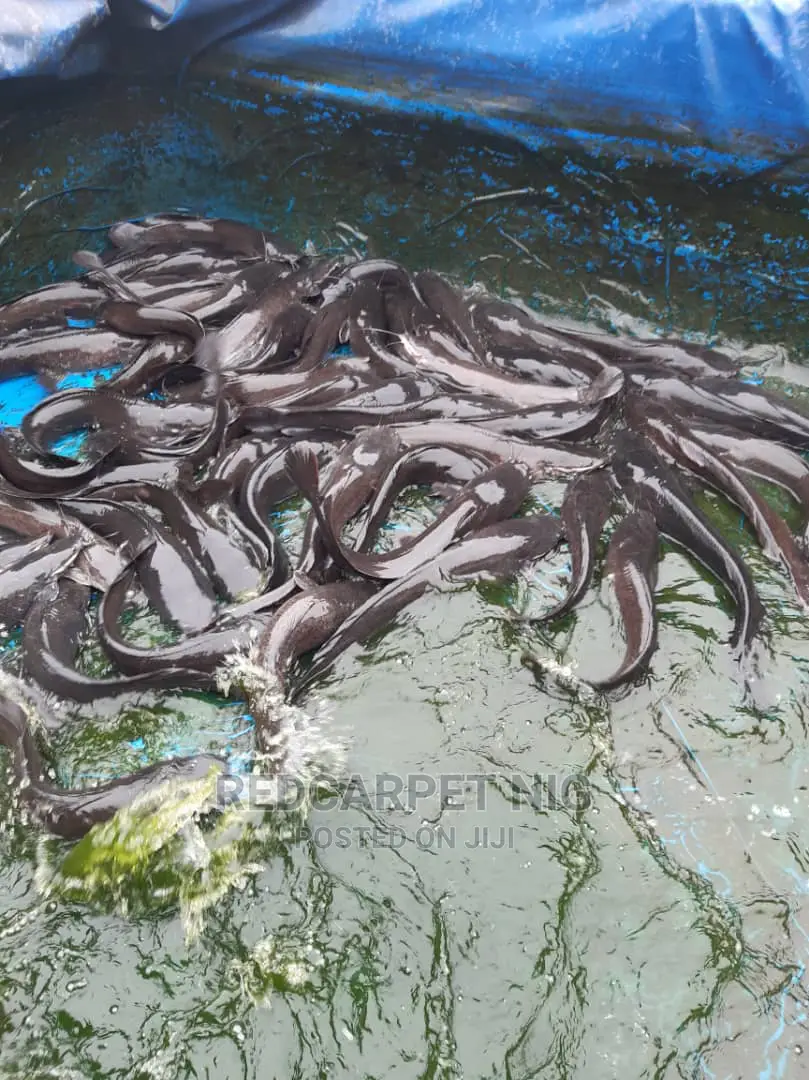 Fish Farming Support Services