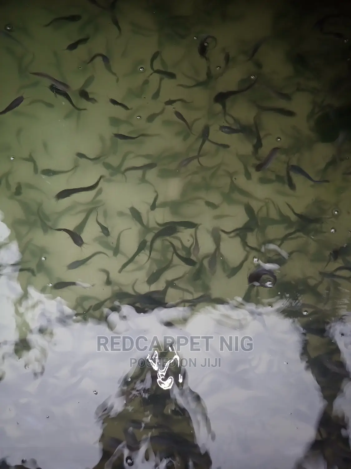 Fish Farming Support Services
