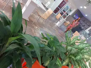 Indoors Plants Available for Your Beautification