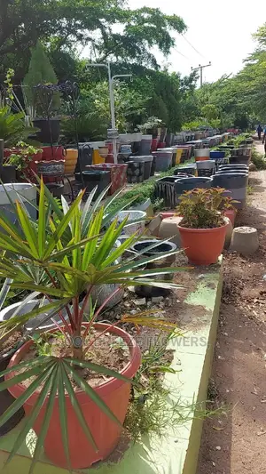 Quality Flowers Pots and Live Plants