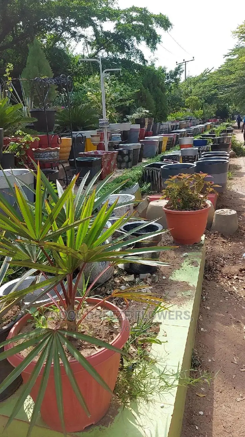 Quality Flowers Pots and Live Plants