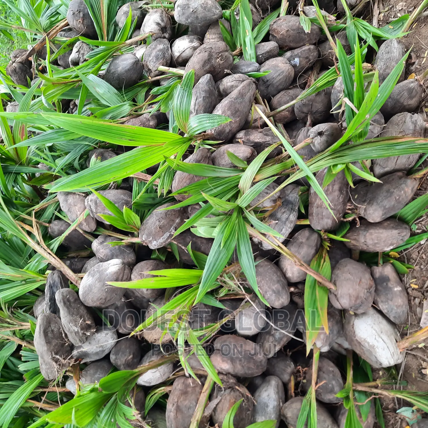 Dwarf And Hybrid Coconut Seedlings