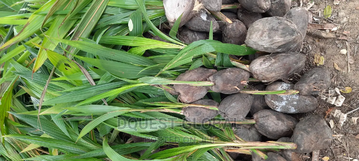 Dwarf And Hybrid Coconut Seedlings