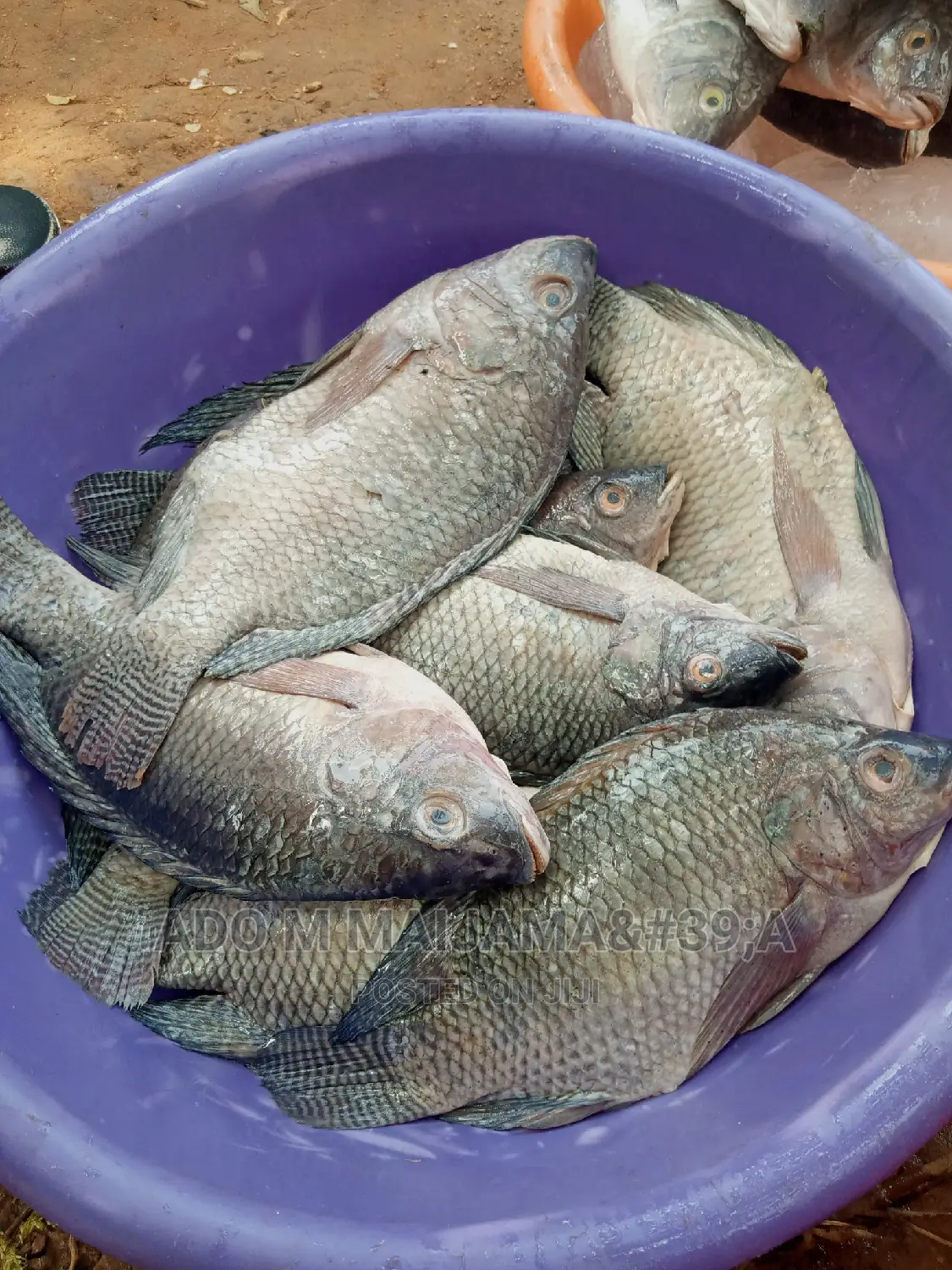 River Tilapia & Seafood