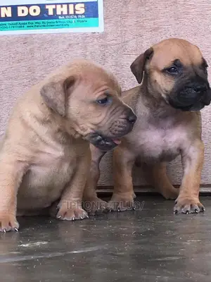 3-6 months Female Purebred Boerboel