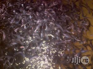 Fingerlings and Juvenile Catfish for Sale
