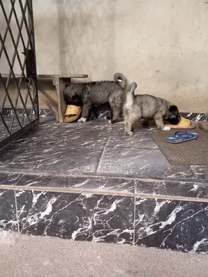 1-3 months Male Purebred Caucasian Shepherd