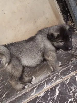 1-3 months Male Purebred Caucasian Shepherd