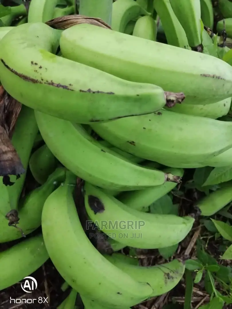 Fresh Unripe Plantain