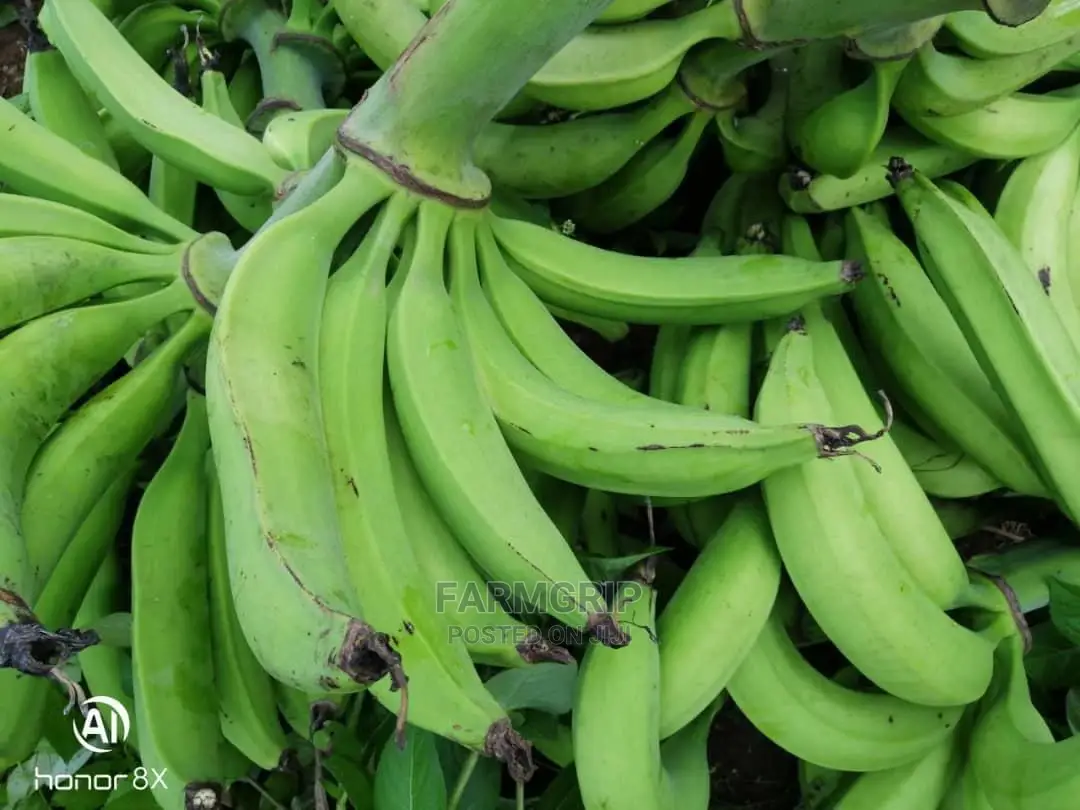 Fresh Unripe Plantain