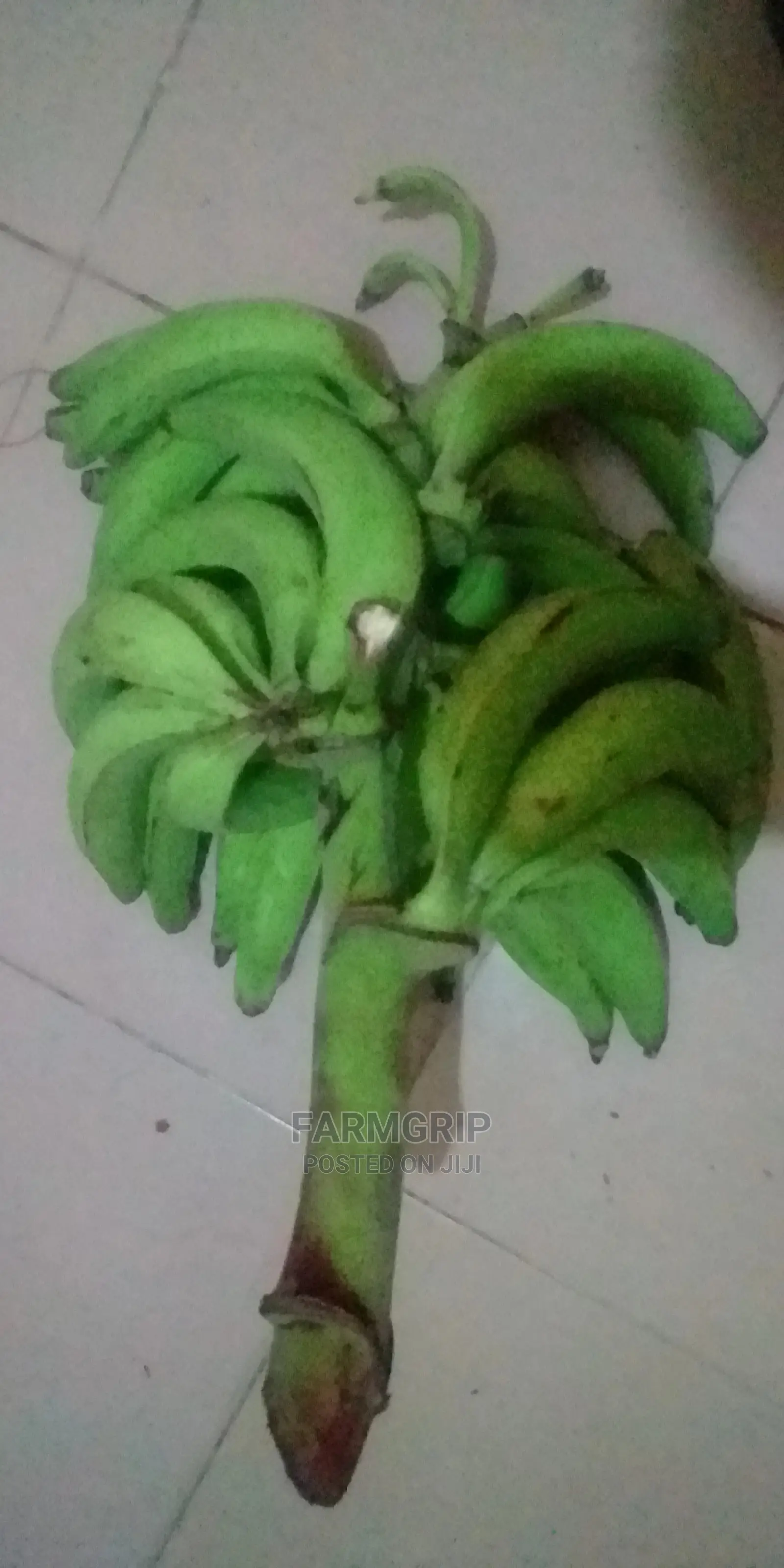 Fresh Unripe Plantain