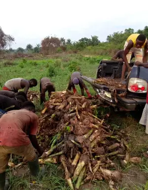 Hybrid Plantain Suckers