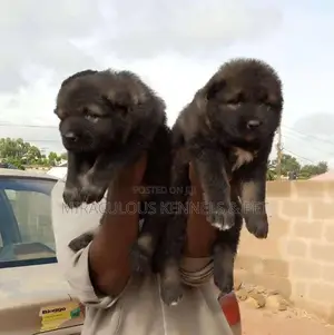 1-3 months Female Purebred Caucasian Shepherd