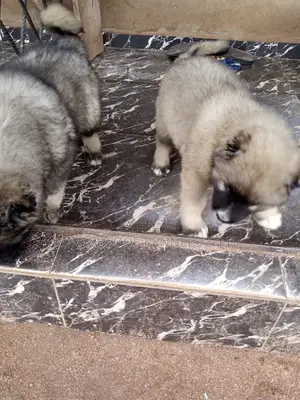 3-6 months Male Purebred Caucasian Shepherd