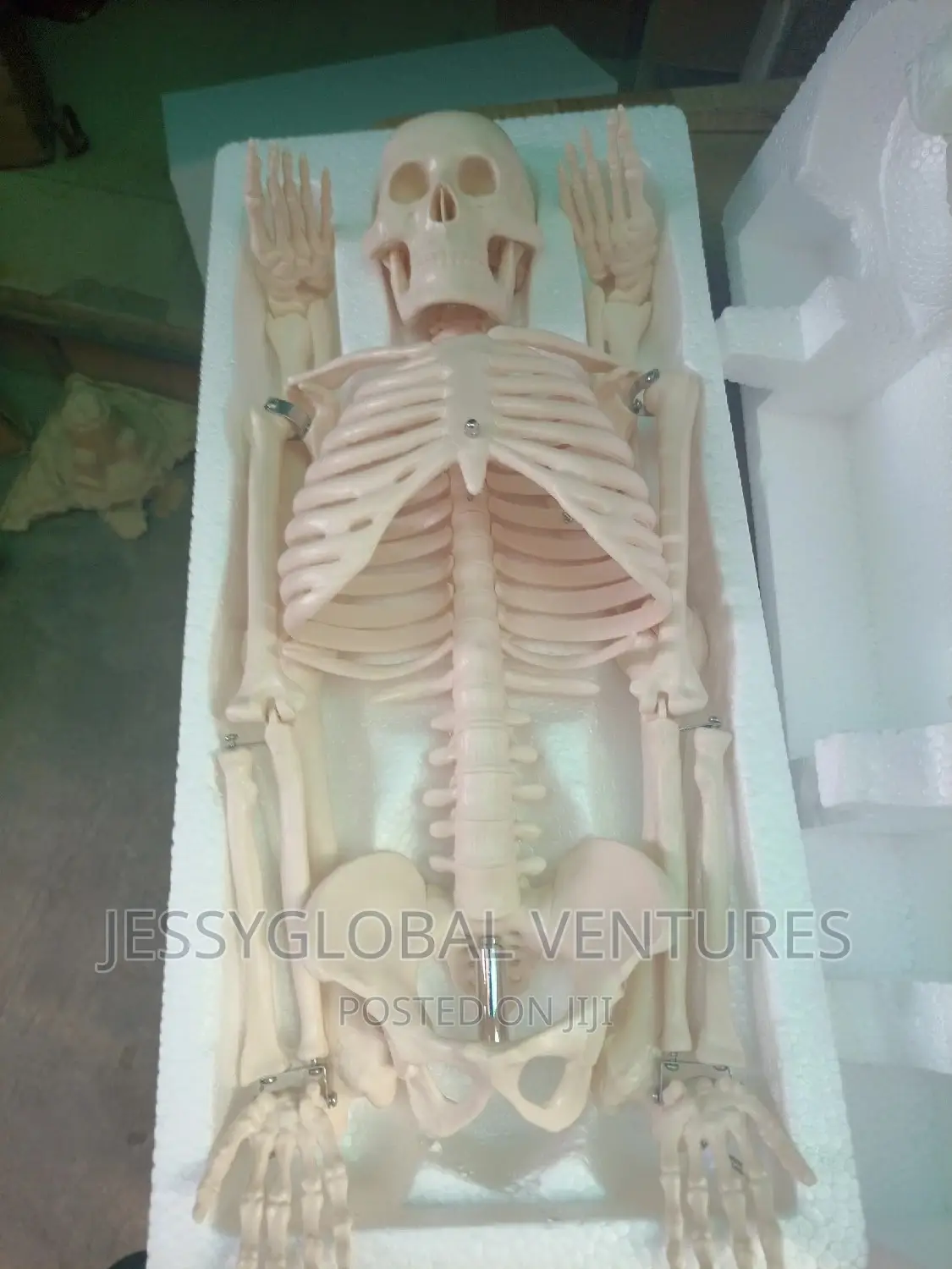 Human Medium Skeleton