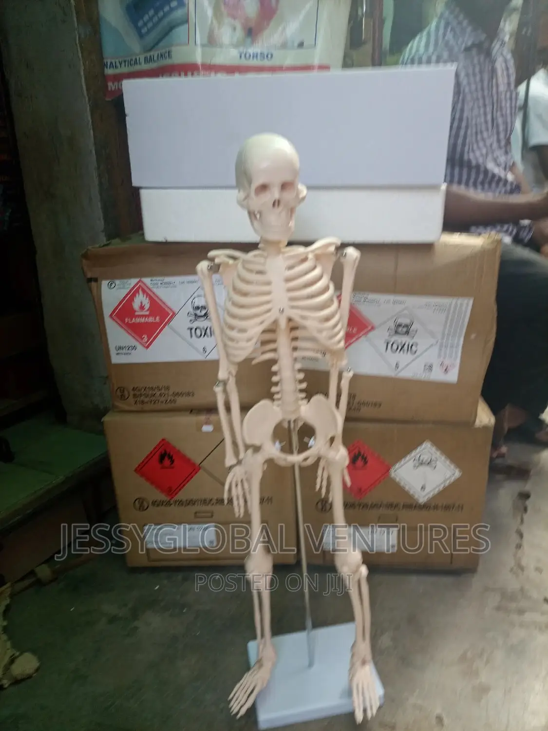 Human Medium Skeleton
