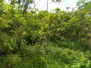 250 Acres of Farmland at 500,000 Per Acre