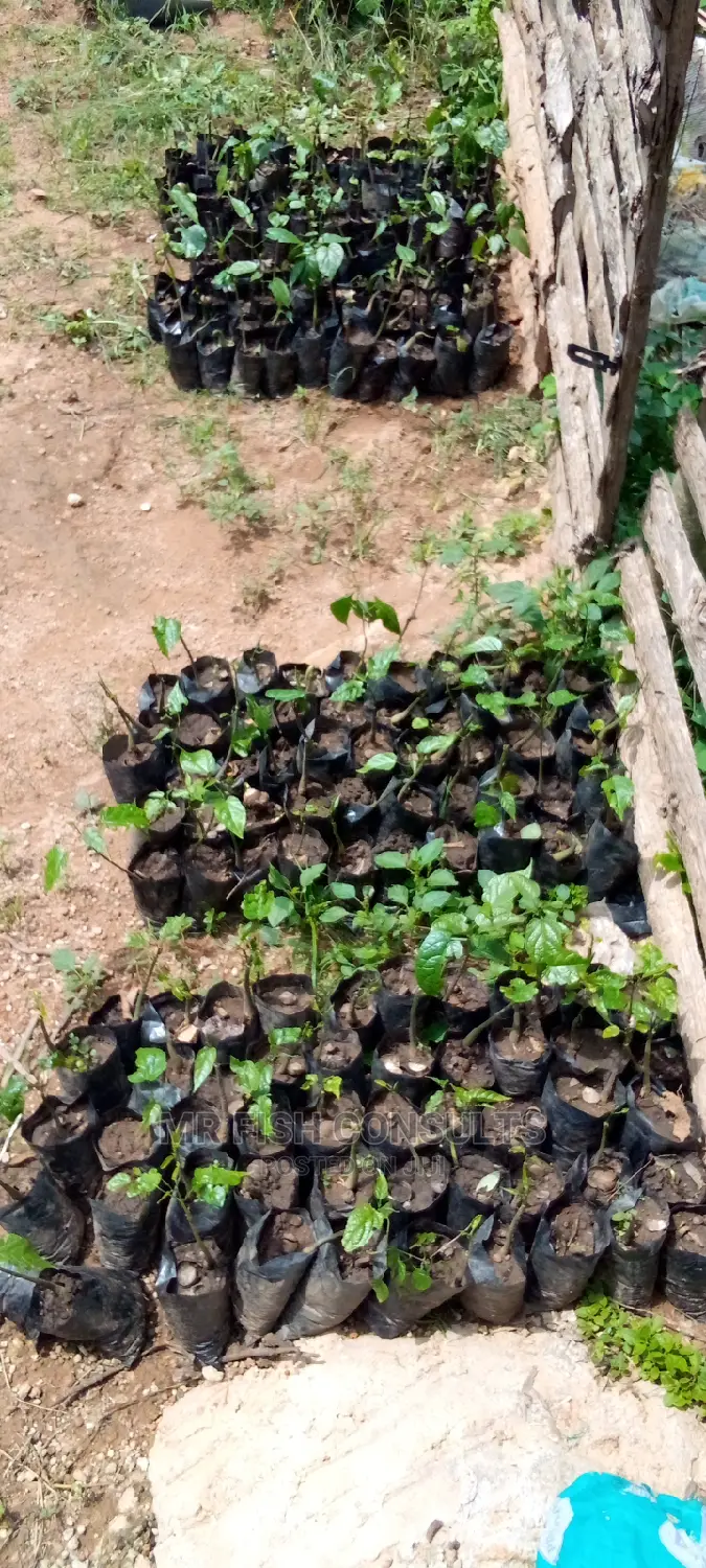 Walnuts Seedlings
