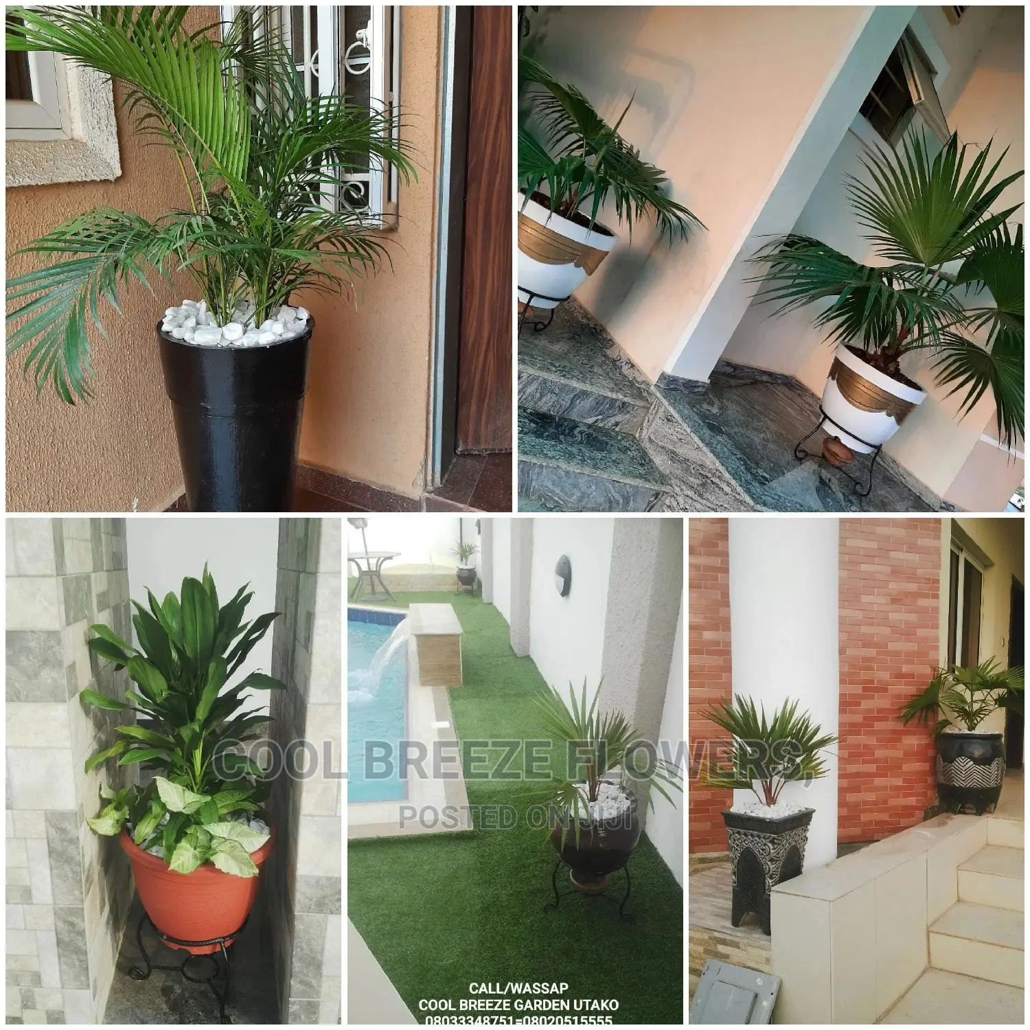 Healthy Air Purifying Plants