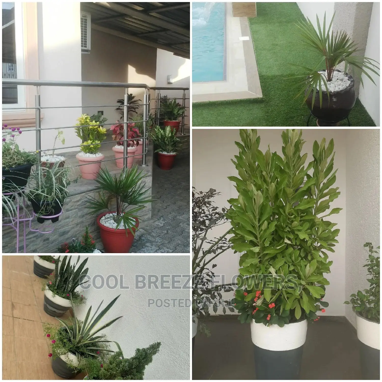 Healthy Air Purifying Plants