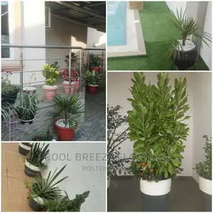 Healthy Air Purifying Plants