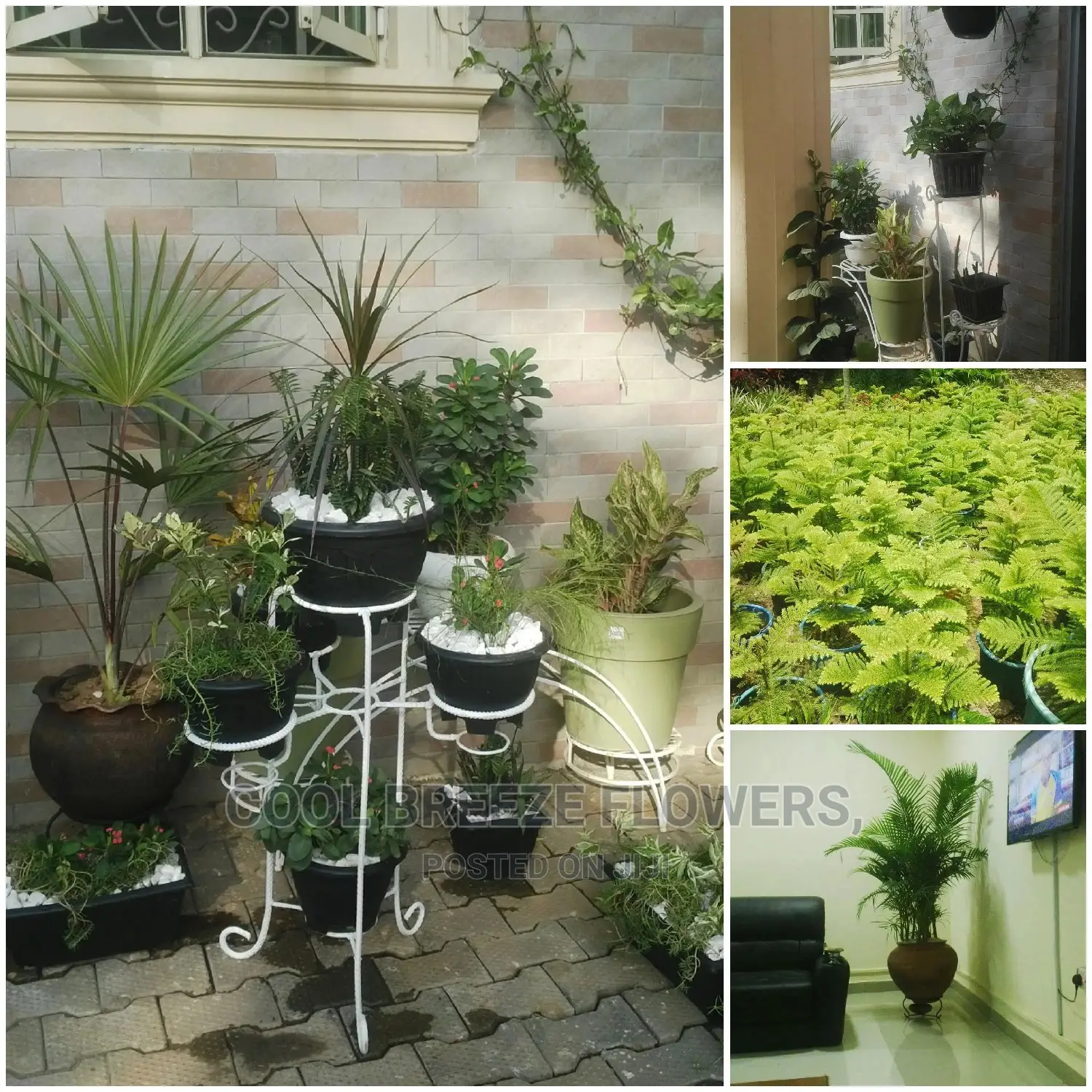 Airpurifying Flowers