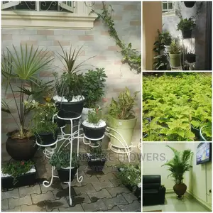 Airpurifying Flowers